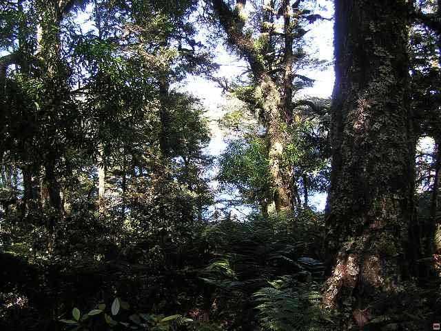 NZ leden-unor 2006 261.jpg